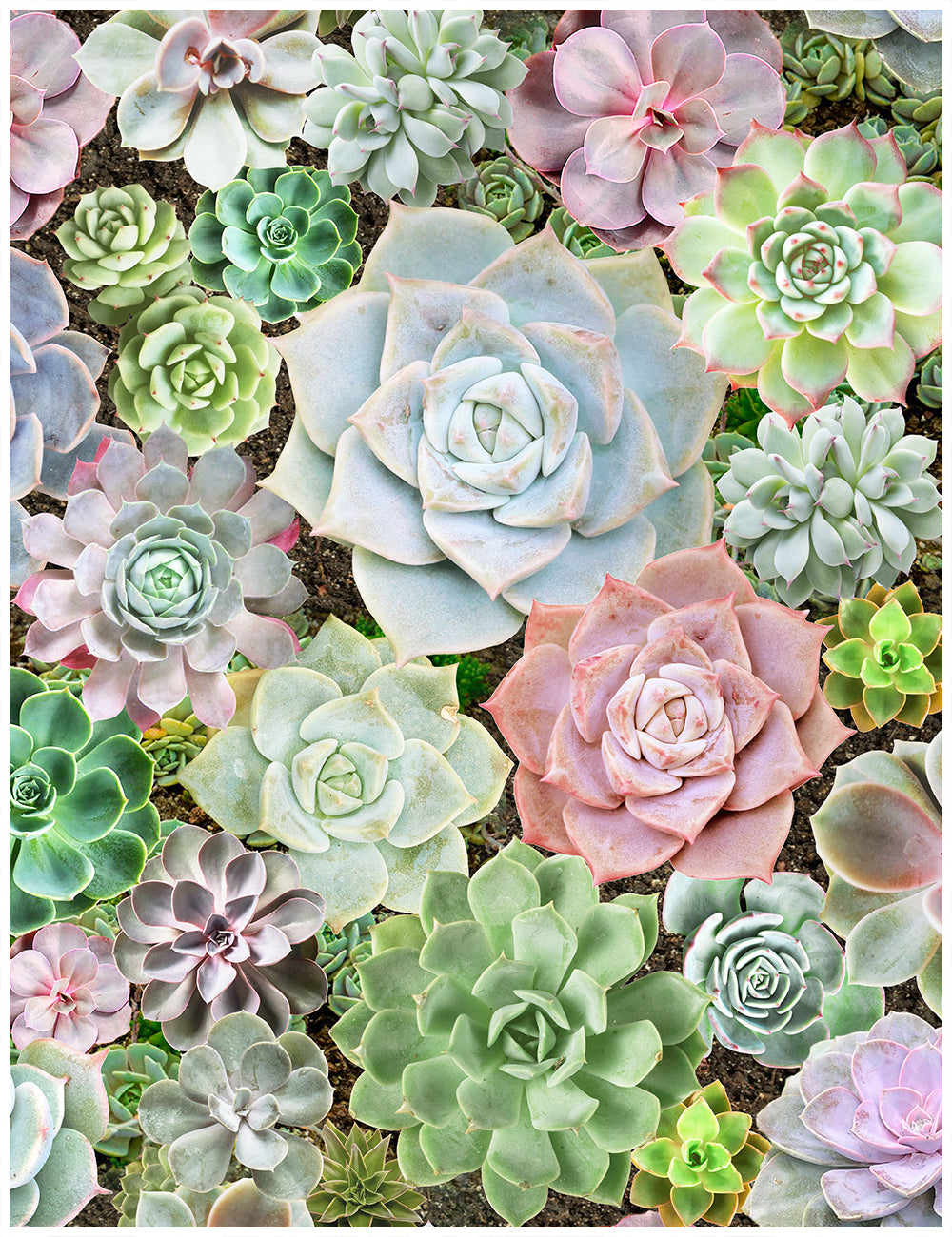 succulent photo backdrop Pastel and Green Bohemian Decor Succulent Plant Wallpaper